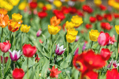 Colorful Tulips Flowers Blooming in a Park close up. © Victoria Kondysenko