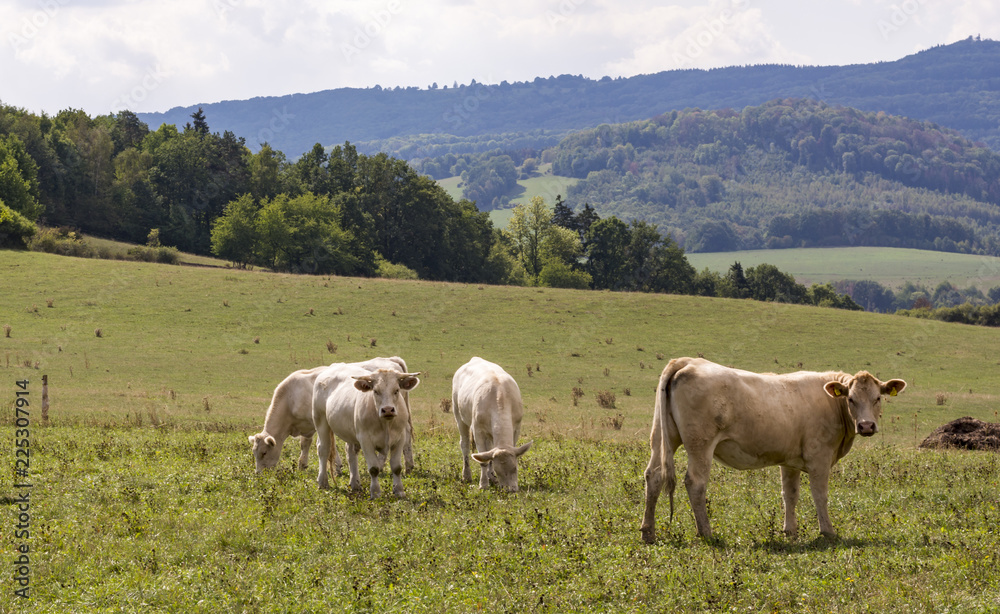 Grazing cows on the meadow. Breeding of white cows and calves. Sources of greenhouse gases.