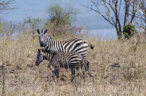 Zebra mother and foal