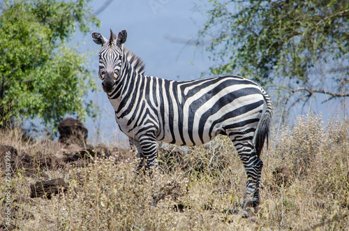 Lone zebra overlooking savanna
