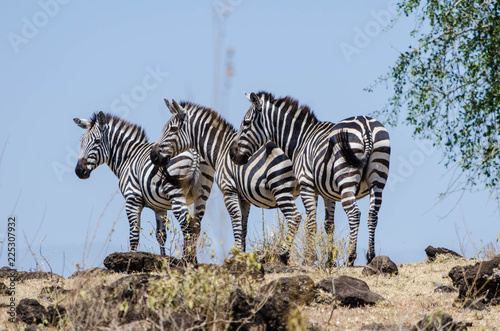 Zebras standing on hilltop