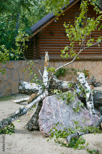 Meerkats in the zoo, one on stump guards others photo