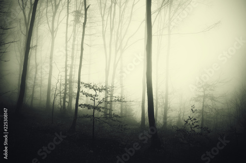 mysterious woods with trees in fog, fantasy landscape