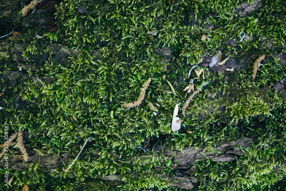 Fototapeta premium Green moss growing on the tree trunk. Natural wood photo. Forest in summer.