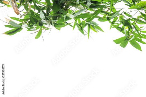 green bamboo leaf   green tropical foliage texture isolated on white background of file with Clipping Path .