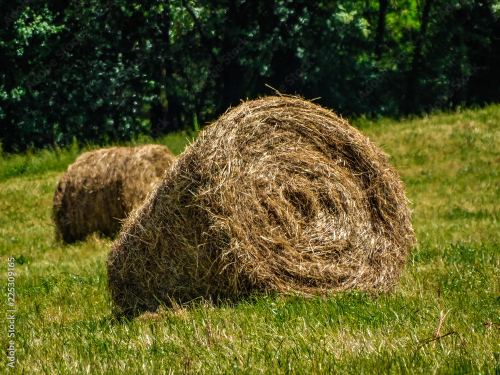 Straw roll with sunlight on green grass with green vegetation background Straw roll with sunlight on green grass with green vegetation background