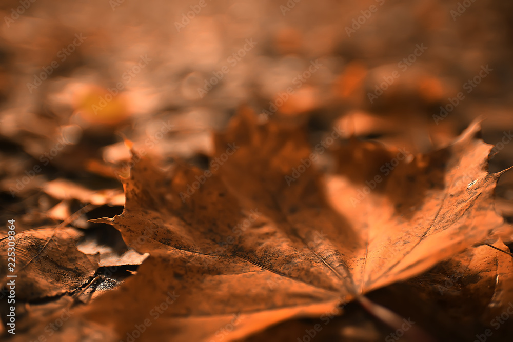 fallen leaves background / autumn background yellow leaves fallen from a tree fallen leaves background / autumn background yellow leaves fallen from a tree