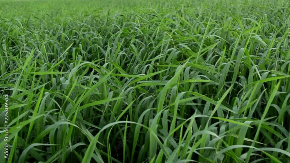 Fresh green spring grass Fresh green spring grass