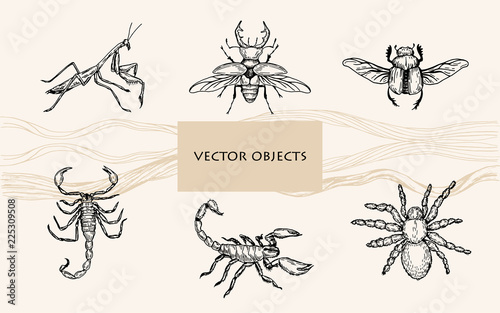 Vector illustration. Pen style vector objects. Scorpions, spider tarantula, mantis, bugs.