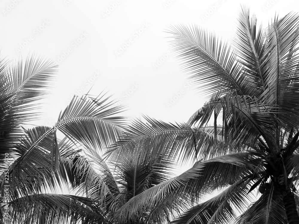 Naklejka premium beautiful palms leaf on white background