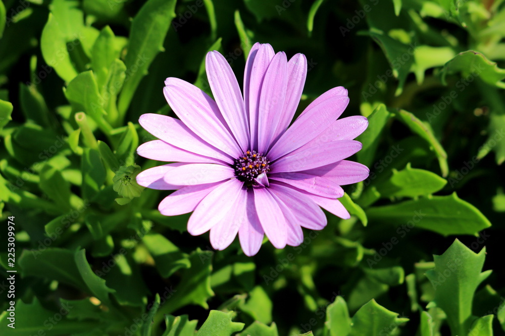 African daisies or Osteospermum or Daisy bushes plant with fully open blooming light violet flower petals and colorful yellow to dark violet center on dark green leaves background African daisies or Osteospermum or Daisy bushes plant with fully open blooming light violet flower petals and colorful yellow to dark violet center on dark green leaves background