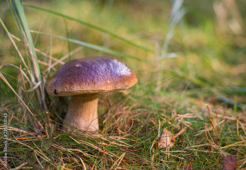 Beautiful boletus edulis mushroom growing in the natural forest. Beautiful boletus edulis mushroom growing in the natural forest.