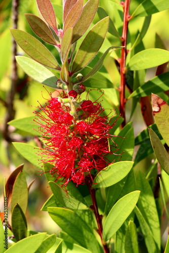 Bottlebrush or Callistemon plant closeup of partially opened woody seed capsules with red cylindrical brush like flowers and yellow top on each spike attached to single tree branch and surrounded with