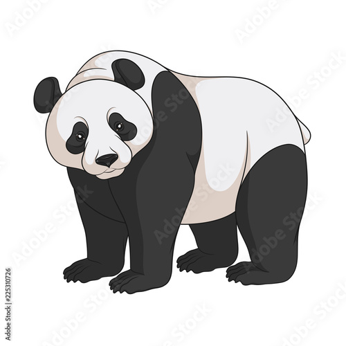 Fototapeta Naklejka Na Ścianę i Meble -  Color vector image of a panda. Isolated object on white background.