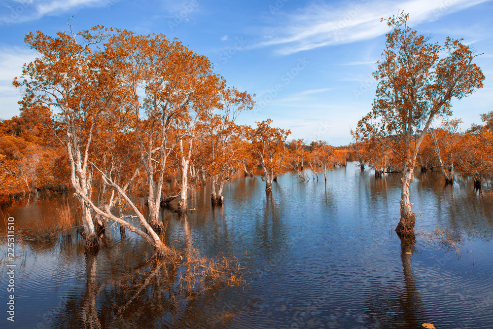 Obraz premium Melaleuca trees Wetland