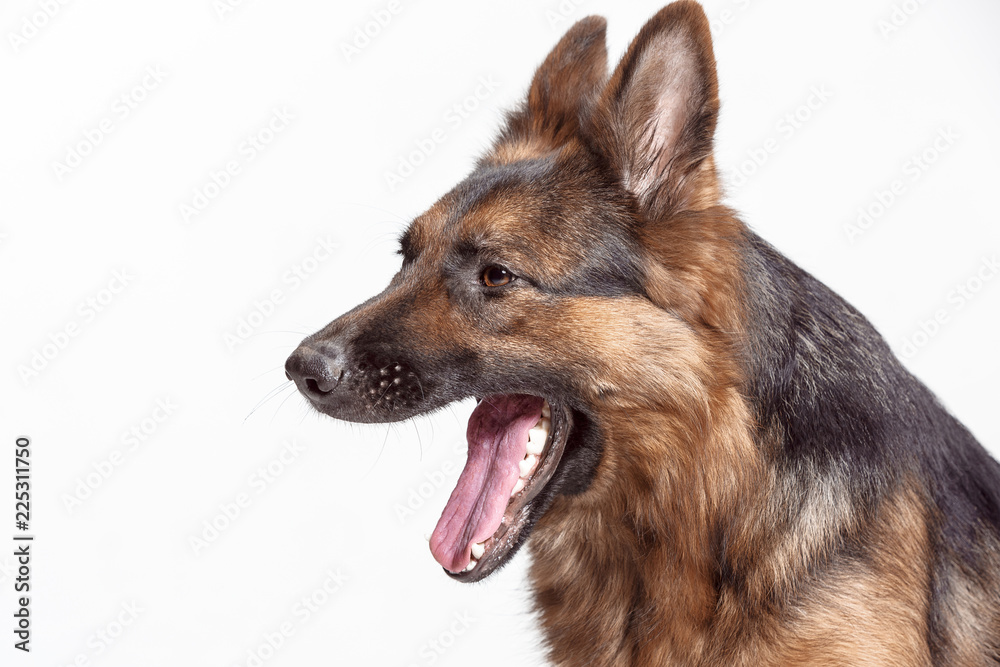 Shetland Sheepdog sitting in front of a white studio background Shetland Sheepdog sitting in front of a white studio background