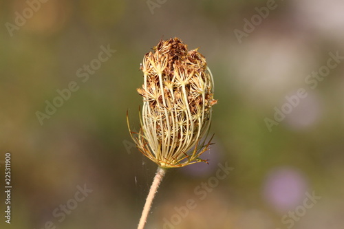 Wild carrot or Daucus carota or Birds nest or Bishops lace or Queen Annes lace biennial herbaceous plant fully closed its flower head with cleary visible hairy seeds on dark green and brown leaves bac