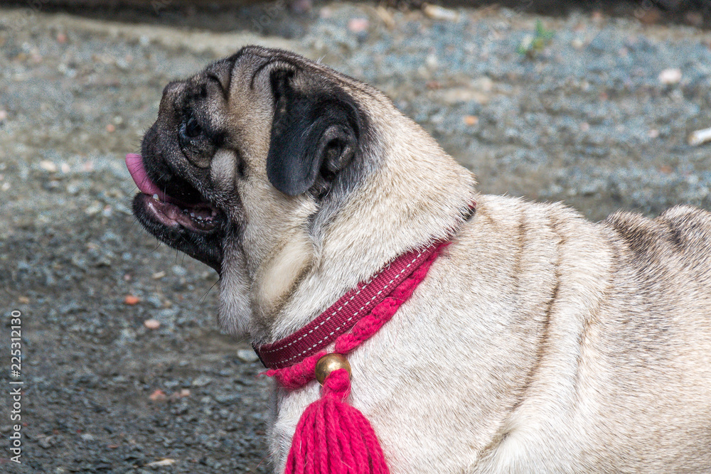 Obraz premium Pug in anticipation of the host team with raspberry leash and decoration. Training of dogs. Pets