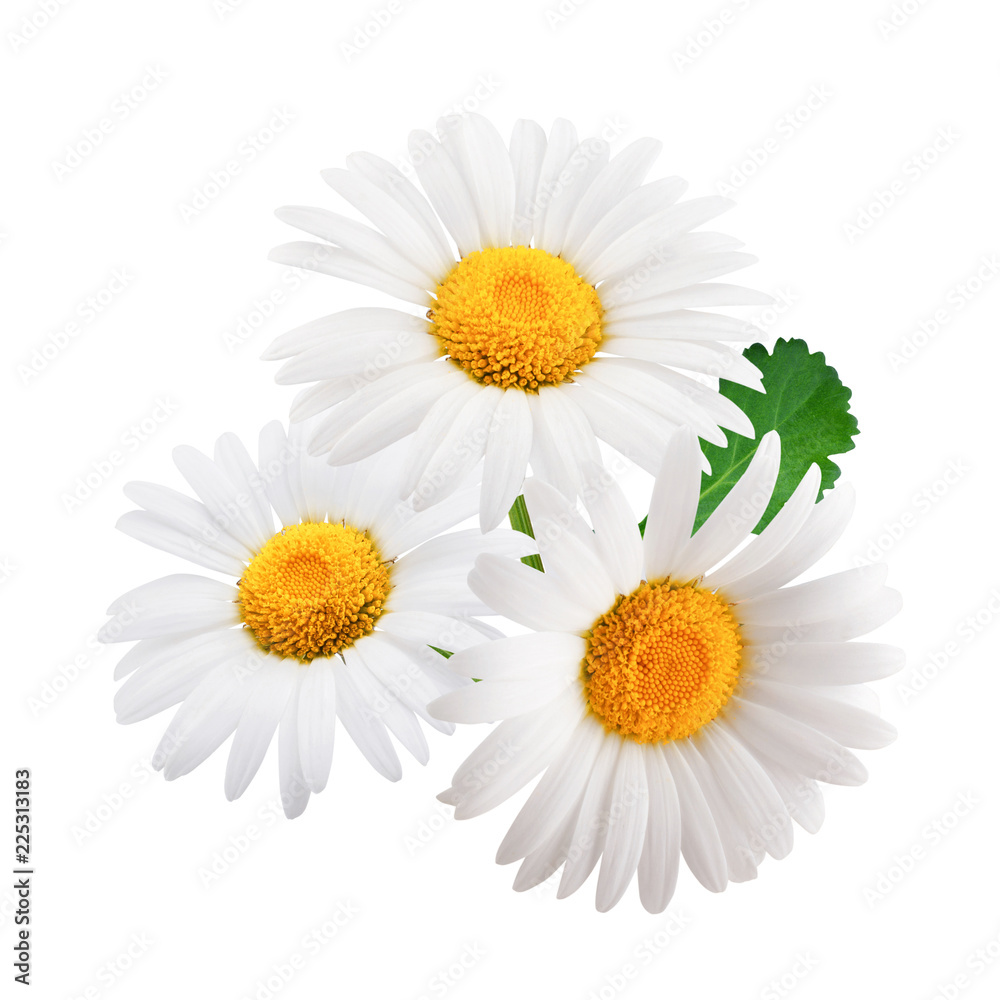 Fototapeta premium Chamomile flowers with leaves composition isolated on white background as package design element