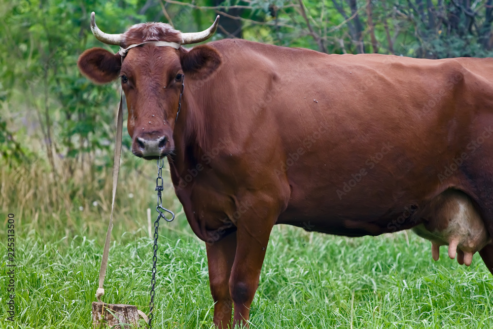 Brown cow grazing in a meadow Brown cow grazing in a meadow
