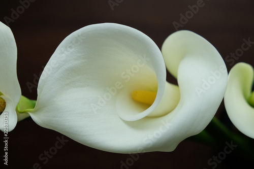 カラーの花 Stock 写真 Adobe Stock