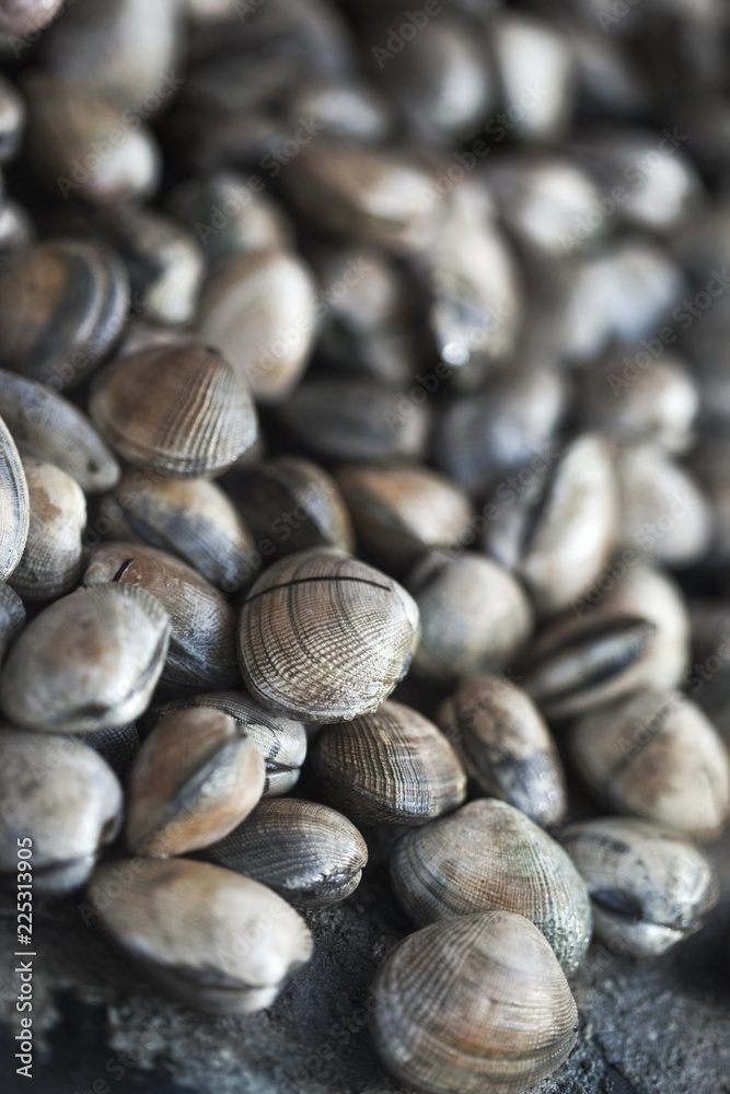Close up of fresh clams on a stall