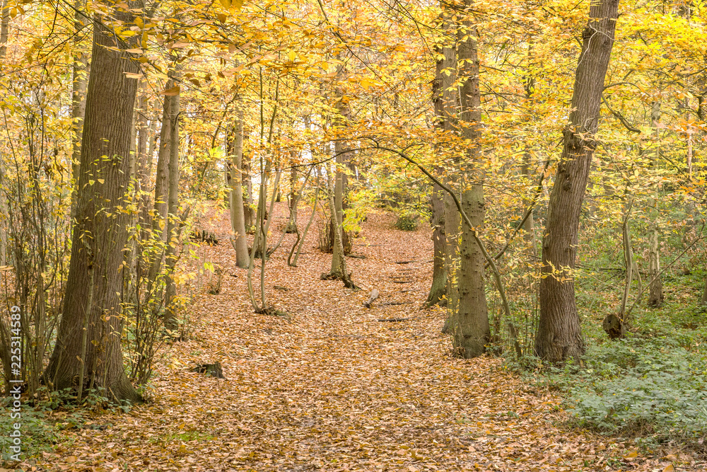 Fototapeta premium autumn in the Forest