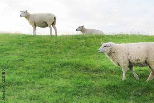 Schafe halten auf einem Deich Ausschau