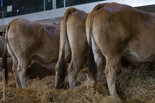 Cows in a exhibition