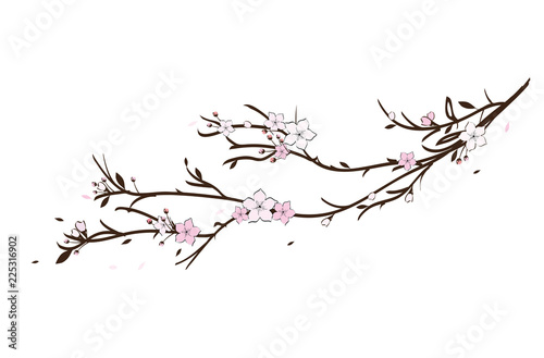 Sakura cherry blossom illustration