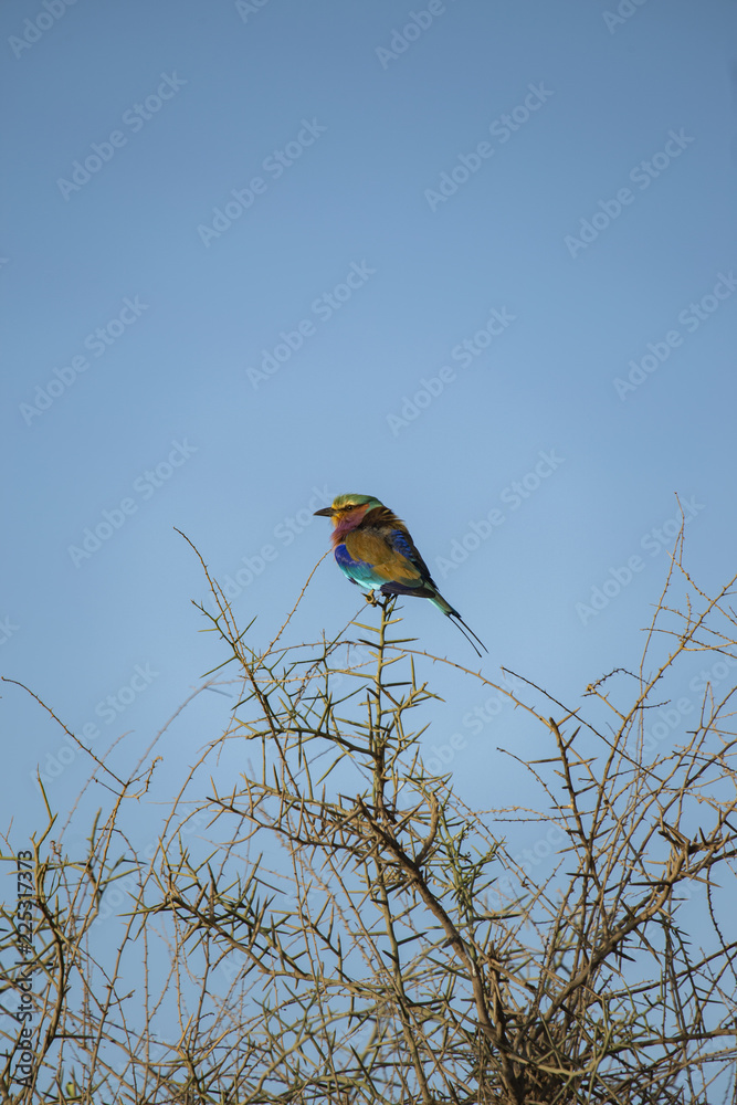 Lilac Breasted Roller perched on a branch Lilac Breasted Roller perched on a branch