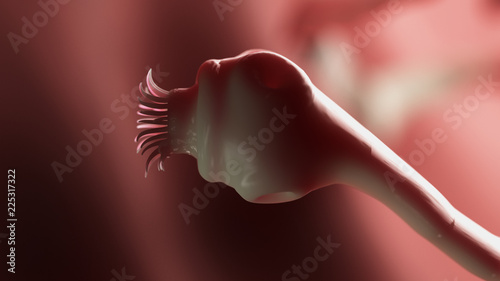 3d rendered medically accurate illustration of a tape worm photo