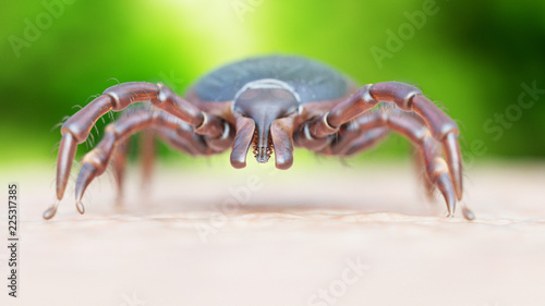3d rendered medically accurate illustration of a tick crawling on human skin