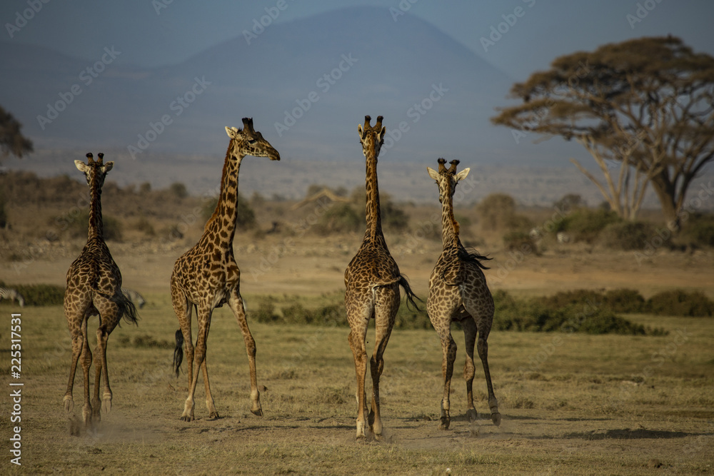 Obraz premium Four Giraffes Running Away