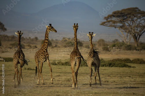 Four Giraffes Running Away
