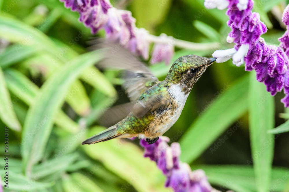 Fototapeta premium Hummingbird(Trochilidae)Flying gems