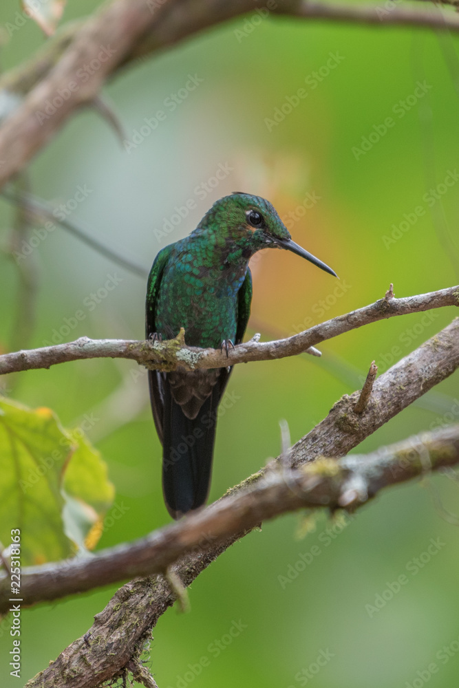 Hummingbird(Trochilidae)Flying gems