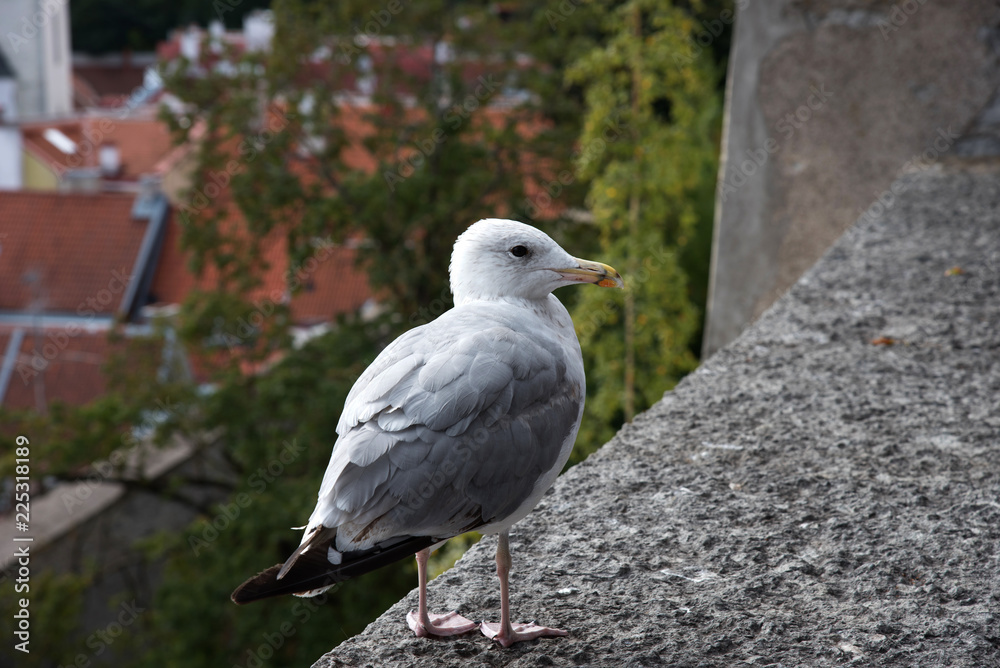 White seagull on the wall with background of Tallinn old town, Estonia. Kohtuotsa viewing platform. White seagull on the wall with background of Tallinn old town, Estonia. Kohtuotsa viewing platform.