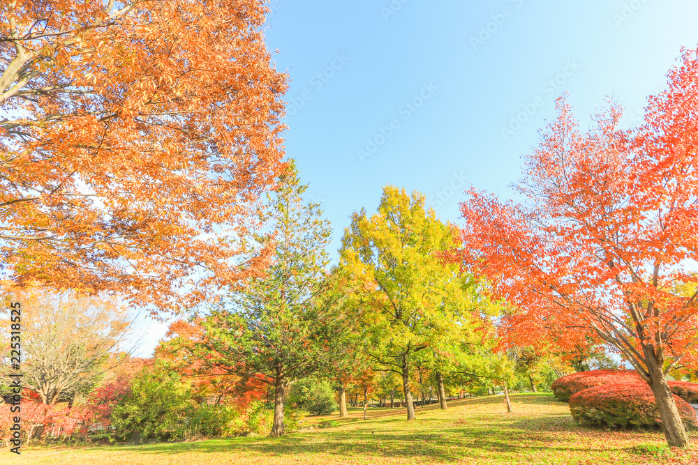 Japan autumn , Beautiful autumn leaves of Obuse park ,Nagano Prefecture,Japan.