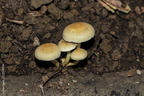 Fungo Hypholoma Fasciculare nel bosco