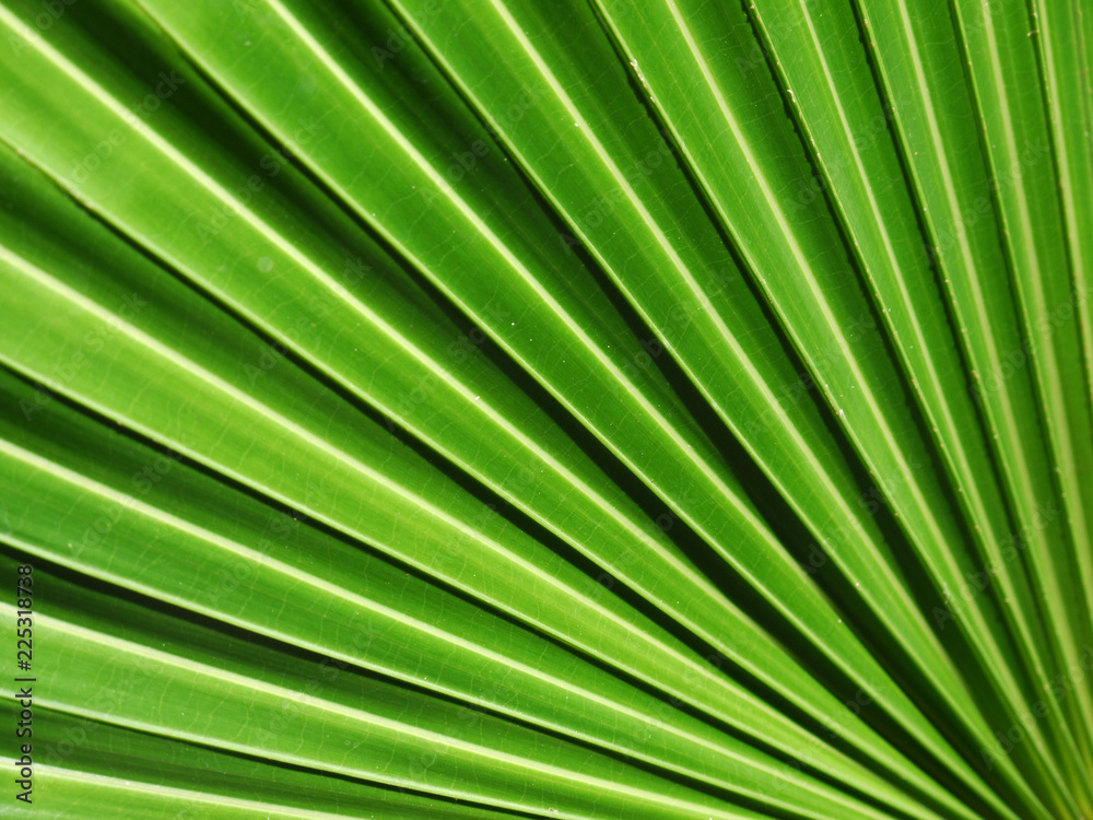 Texture of Green palm Leaf background