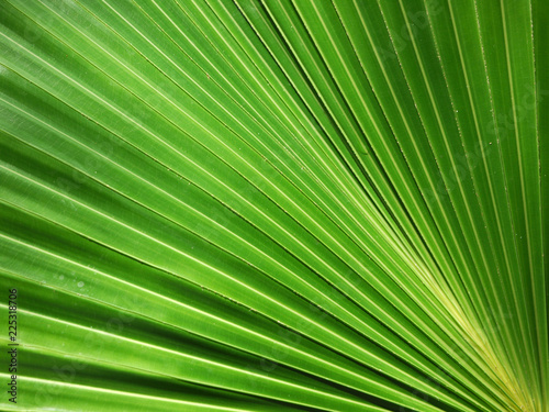 Texture of Green palm Leaf background