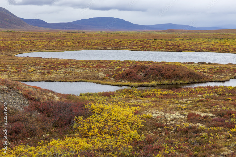 Fall colors in tundra, in Tombstone national park. Yukon, Canada