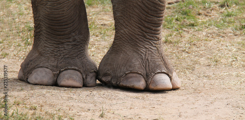 The Large Front Feet of an Adult Indian Elephant.