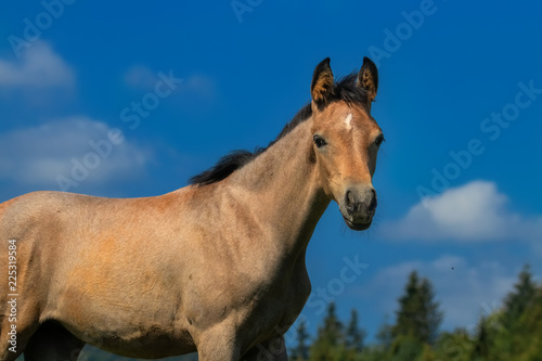 Arabian foal standing on a hill in front of trees and blue sky © rhoenes