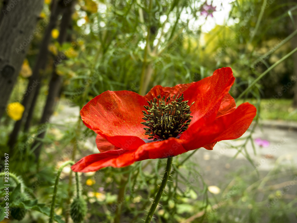 Red poppy in field. Red poppy in field.