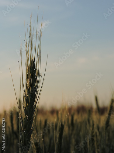 Espiga de sorgo con rocio matinal