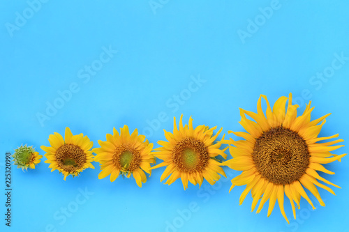 Fototapeta Naklejka Na Ścianę i Meble -  Sunflowers are blooming on light blue paper.