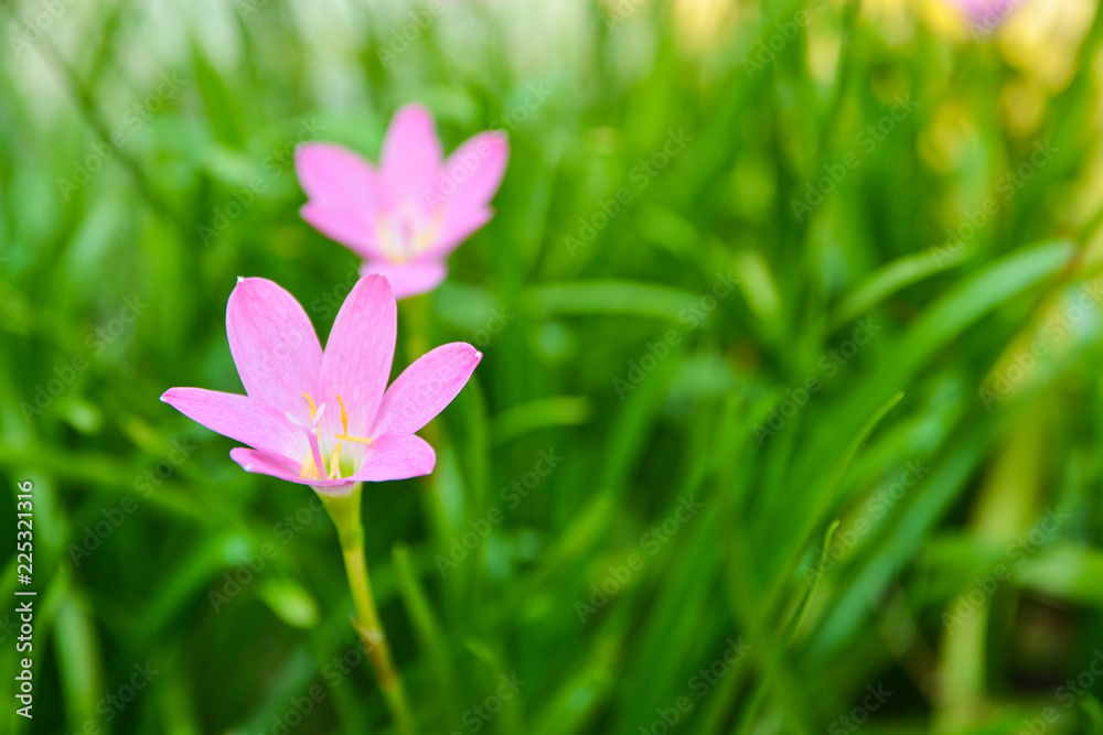 Small pink flowers Green grass background Small pink flowers Green grass background