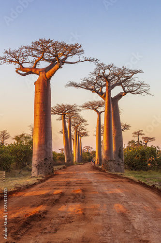 Fototapeta Naklejka Na Ścianę i Meble -  Avenue of the baobabs during sunset